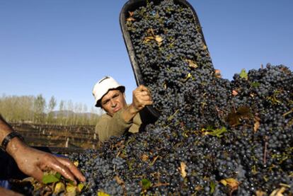 El vino argentino, como muchos otros productos latinoamericanos, son  cada vez más demandados en Asia. En la imagen, la vendimia en la provincia de Mendoza.
