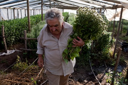 Pepe Mujica