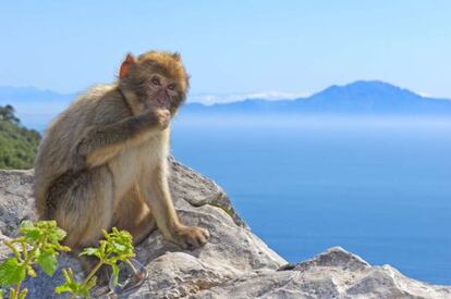 Un mono de Gibraltar en lo alto del pe&ntilde;&oacute;n. 