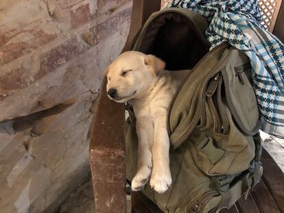 El cachorro 'Tutu', mascota de la excavación.