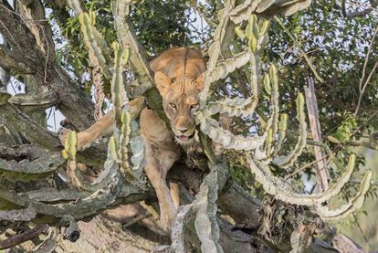 Esta leona se llamaba Kogere (los expertos identifican a los leones por sus hocicos; todos son diferentes). Era la líder de un grupo asesinado recientemente. Ocho cachorros y tres leonas. Las autoridades sospechan que fueron envenenados.