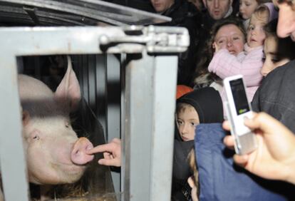 El cerdo vivió ayer su día con ocasión de la rifa de San Antón entre la curiosidad de varios vecinos, como ocurrió en Vitoria.