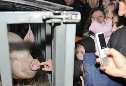 El cerdo vivió ayer su día con ocasión de la rifa de San Antón entre la curiosidad de varios vecinos, como ocurrió en Vitoria.