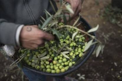 Aceitunas recién recolectadas en una finca de Sevilla.