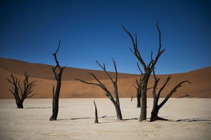 Árboles muertos en el desierto de sal de Sosusvlei en el Parque Nacional Naukluft de Namibia.