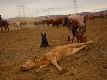 Un vaquero marca a una vaca después de administrarle medicina contra el gusano barrenador en Chihuahua, el 16 de mayo.