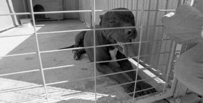 Un pitbull incautado por la Comunidad de Madrid por cometer agresiones. Imagen de archivo.