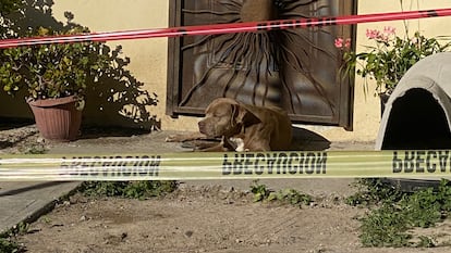 El perro de Lourdes Maldonado