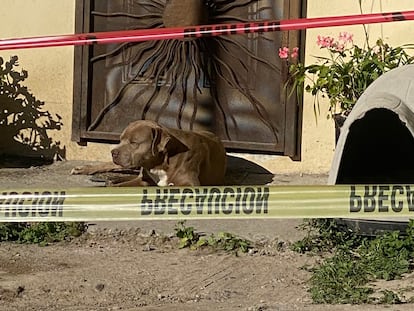 El perro de Lourdes Maldonado, en una fotografía de la periodista Yolanda Morales.