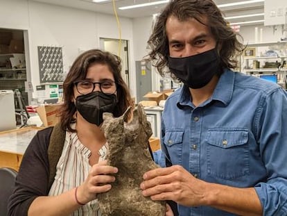 paleontólogos Mónica Carvalho y Jeff Wilson con la vértebra del nuevo dinosaurio ‘Perijasaurus lapaz’