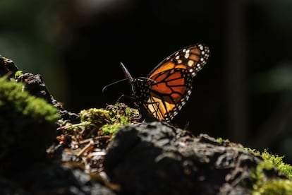 Gmez, de 50 a?os, era presidente del Comit Administrador del Santuario El Rosario, uno de los principales refugios de la reserva de biosfera que es el hogar de la mariposa monarca.