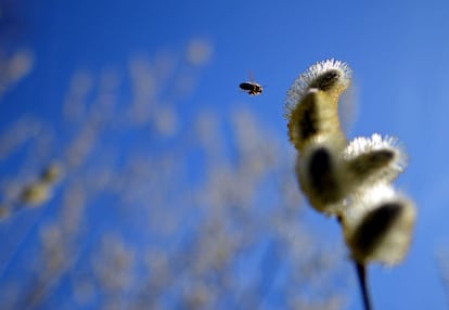Una abeja revolotea hacia la flor de una cola de gato en Potsdam, Alemania.