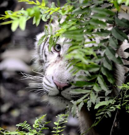 Uno de los principales proyectos del zoo es reintroducir el tigre del Sur de China en su hábitat natural.