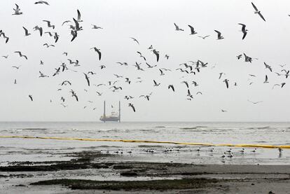 La fauna costera en la isla de Breton, en las costas de Luisiana, está bajo gran peligro. Las autoridades han desplegado bombas de contención frente a este refugio nacional de vida salvaje como parte de las medidas preventivas contra la marea negra