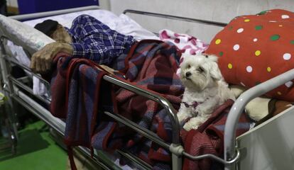 Un hombre de 97 años duerme con su perro en un refugio temporal en un polideportivo de Amatrice. 