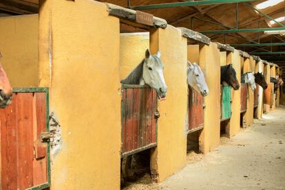 Los caballos son sumamente inteligentes según cuenta Belén, una de las propietarias de centro. Y nos costó poco creerla. Ángel gritó "Wilson" desde fuera del establo y el caballó de súbito apareció.