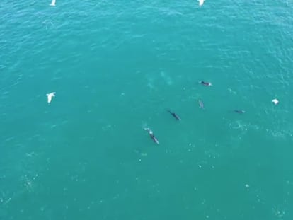 La fauna marina se sigue abriendo paso: una manada de delfines a vista de dron en el estrecho del Bósforo