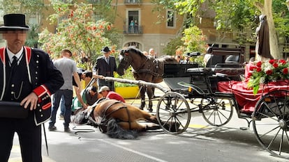 Un caballo es atendido tras caer fulminado, este domingo, durante el desfile de los Tres Tombs de Sant Antoni, en Barcelona.