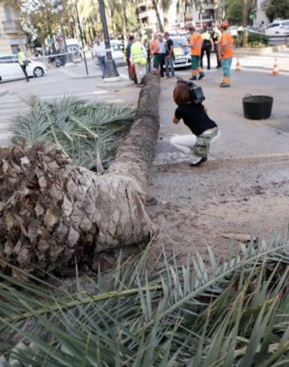 La palmera yace sobre el asfalto de la Avenida del Antiguo Reino de Valencia.