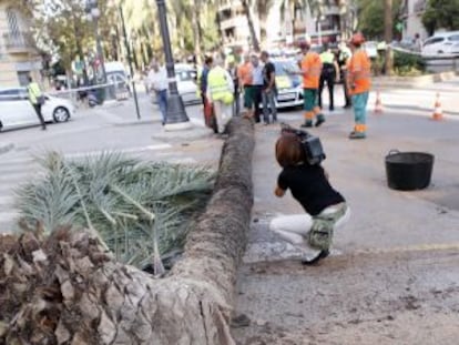 La palmera yace sobre el asfalto de la Avenida del Antiguo Reino de Valencia.