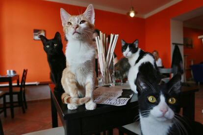 This picture taken on March 11, 2016 shows cats at the cat cafe Envi-Cafe, in Brno,

 

One of the few cat cafes in Brno was established at the end of 2015.    / AFP PHOTO / Radek Mica