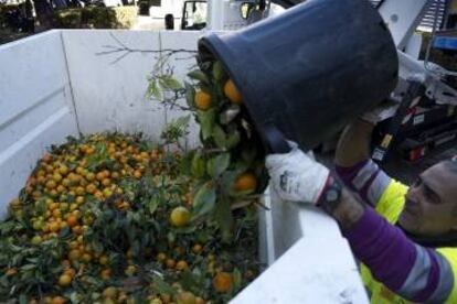 Operarios del Ayuntamiento de Sevilla retiran las naranjas de los árboles.