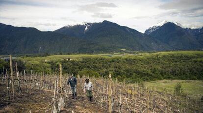 Enólogos en un viñedo de la bodega Villasenor, donde se produce el vino Puelo Patagonia, en la región de Los Lagos (Chile). 