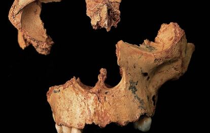 Frontal y maxilar del Homo antecessor, nueva especie de homínido cuyo estudio ha propuesto que fue ancestro de los neandertales y humanos.