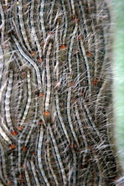 En la imagen, un grupo de orugas se arrastran en un árbol. EFE/Archivo