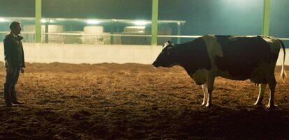 Las vacas son seres sociales y su comportamiento puede influir en la composición de la leche que producen.