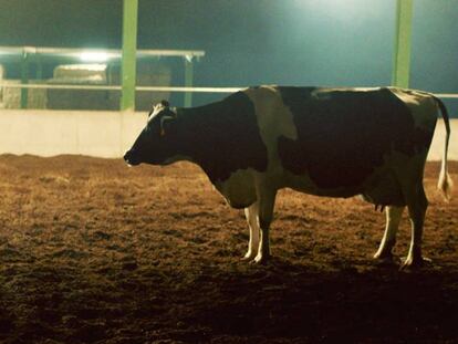 Las vacas son seres sociales y su comportamiento puede influir en la composición de la leche que producen.