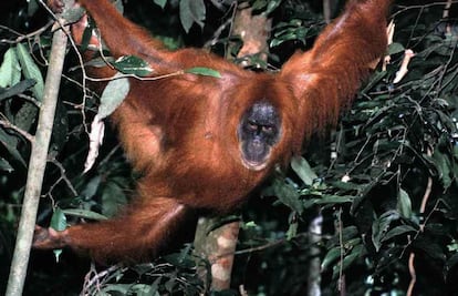 La orangutana se muestra en todo su esplendor, todavía no muy confiada ante los visitantes.