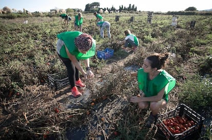 Recogida de tomates sobrantes en un campo en Viladecans (Barcelona).