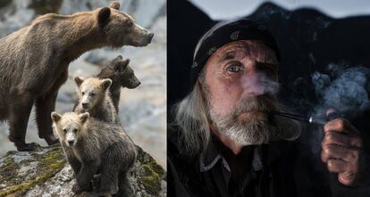 Una osa vigila que el horizonte esté despejado para esos tres cachorros.  A la derecha, Rick Matheson.