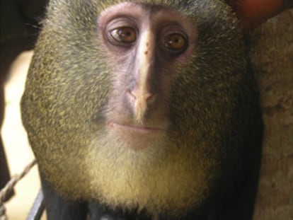 Un ejemplar adulto del nuevo mono africano lesula ('C. Lomamiensis').