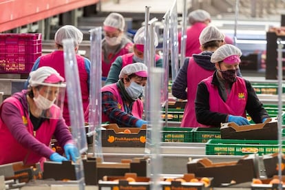 Varias trabajadoras de una cooperativa agraria de Cieza (Murcia).