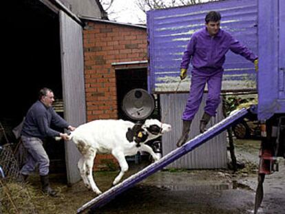 Una ternera gallega es retirada para su destrucción por ser compañera de granja de una <i>vaca loca</I>.
