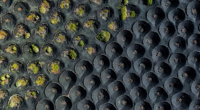 La viticultura en la isla canaria de Lanzarote ha permanecido casi inalterable desde el siglo XVIII, con las vides cubiertas por una capa de arena volcánica y protegidas de los vientos alisios por muros de piedra seca. Una forma de cultivo que modela un particular paisaje de cráteres que guarecen las plantas en la zona de La Geria. Así que el título de esta foto de Carlos Solinis Camalich no podía ser más claro: ’La Geria’, una de las imágenes reconocidas en la categoría de fotografía abstracta.