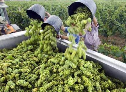 Inicio de la vendimia en la zona de Poroig, en Vilafranca del Penedès.