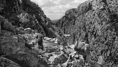 Un home amb un camell a les muntanyes de Socotra, al film.