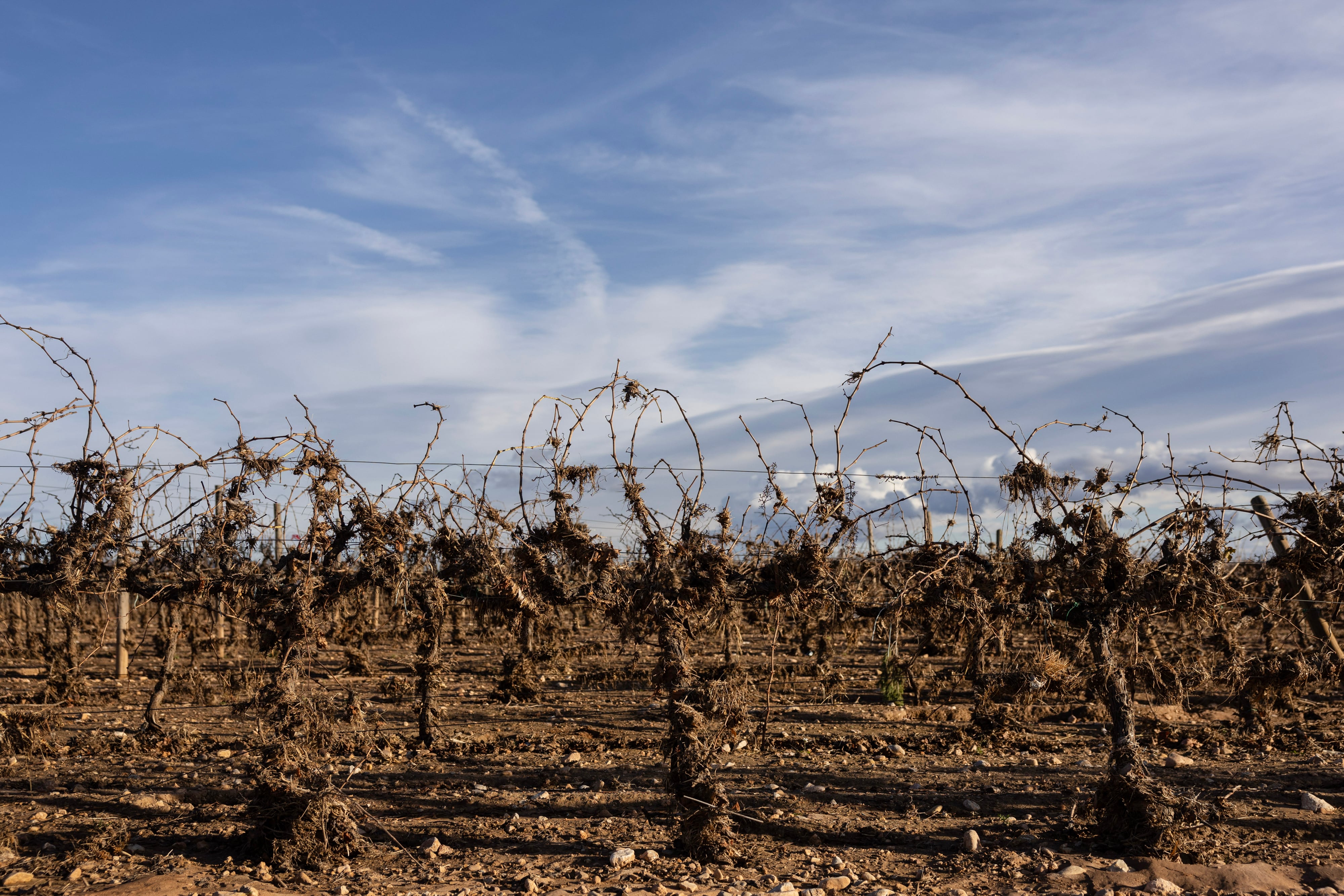 Tres vinos valencianos para apoyar a los productores afectados por la dana