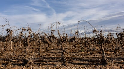 Vinos Valencia dana