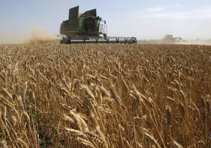 Una cosechadora por un campo de trigo.