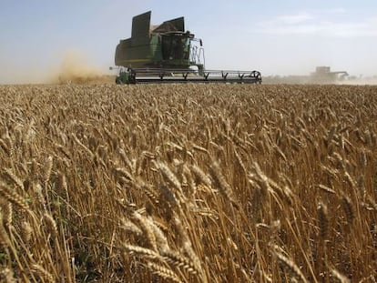 Una cosechadora por un campo de trigo.