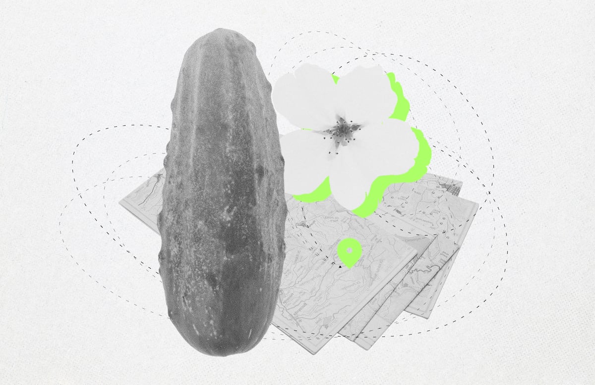 The Mystery of the Cucumber on the Lawn
