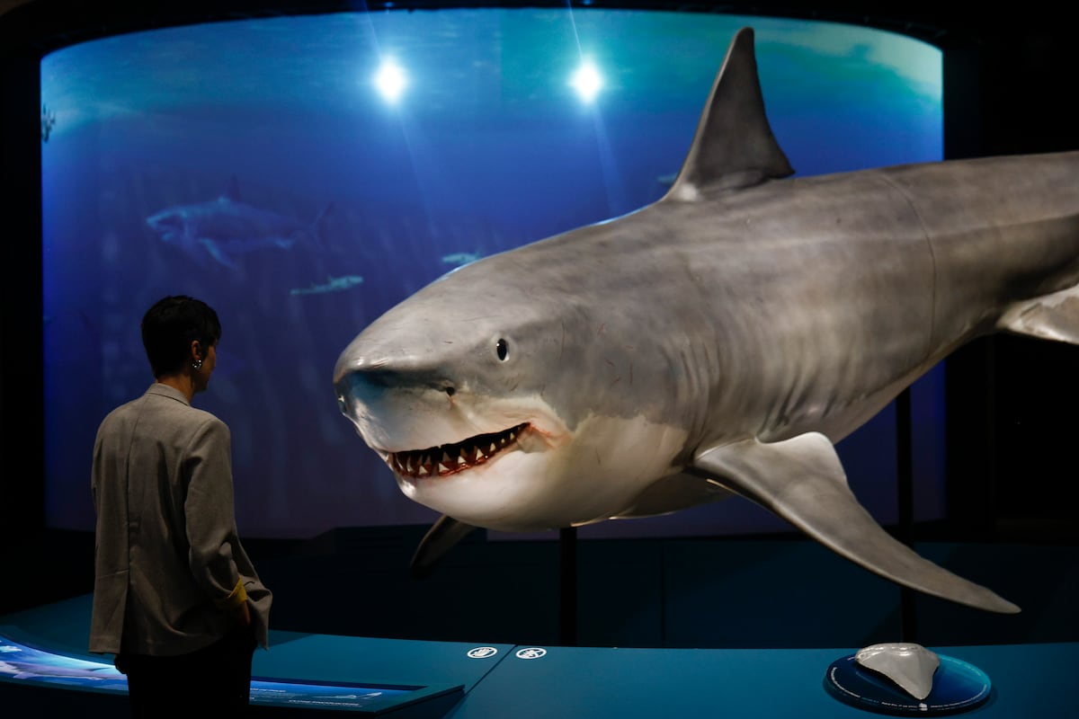 Exposición de tiburones en Cosmocaixa: necesitará un barco más grande