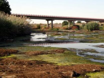 Cauce del Jarama a la altura de San Mart&iacute;n de la Vega.