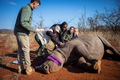 Descornado de un rinoceronte negro en una reserva privada de caza ubicada cerca del Parque Nacional Kruger en Phalabora (Sudáfrica) en 2022.