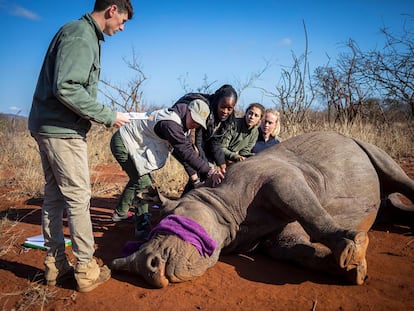 Descornado de un rinoceronte negro en una reserva privada de caza ubicada cerca del Parque Nacional Kruger en Phalabora (Sudáfrica) en 2022.