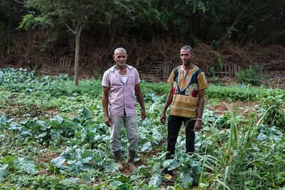 Manuel y Carlos son dos agricultores dirigentes de la REPAL en la isla de São Vicente. La creación de redes de productores para abastecer a los mercados institucionales (como las cantinas escolares) surge tras la aprobación de un conjunto de leyes en Cabo Verde que promueven un modelo de alimentación seguro y saludable para la población y que abren una ventana de oportunidad a los productores locales de alimentos. Desde entonces, la experiencia de REPAL se ha ido replicando en el resto de las islas con potencial agrícola como Fogo, Santiago o Santo Antão, convirtiéndose en una herramienta próxima y viable para capear la crisis alimentaria que acecha a este Estado insular.